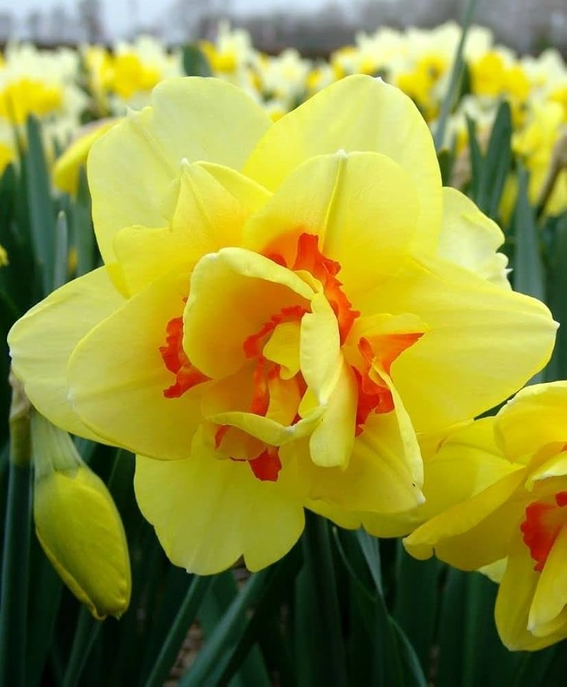 Narcissus Yellow Orange Flower seeds for Planting - Seasonal Bloomer, Heirloom & GMO Free Seeds for Home Garden