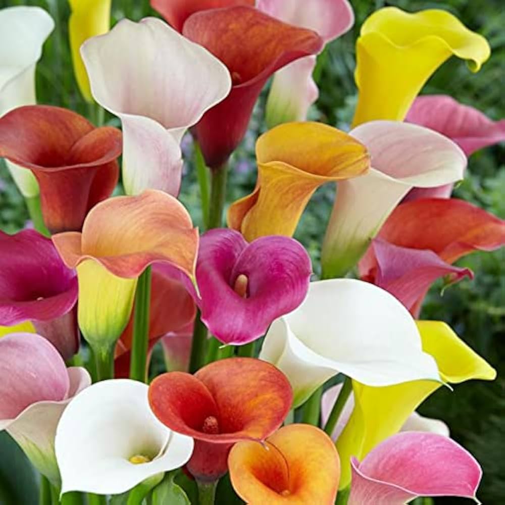 Calla Lilly Zantedeschia spp Flower Seeds for Planting in Garden and Flower Bed