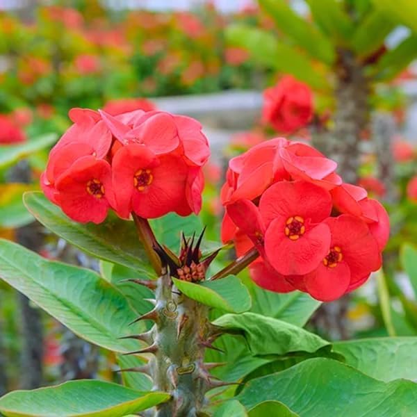 Euphorbia Milii Flower seeds for Planting Compact Growth Heirloom & GMO Free Seeds for Home Garden
