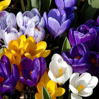 Mixed Crocus Flower Seeds for Planting Garden Favorite Heirloom & GMO Free Seeds for Home Garden
 
 Sale
