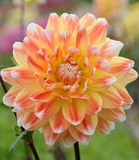 Butterscotch Dahlia Flower seeds for Planting - Sun Loving, Heirloom & GMO Free Seeds for Home Garden