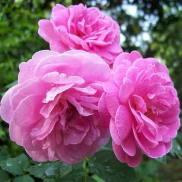Pink Damask Flower seeds for Planting - Pollinator Friendly, Heirloom & GMO Free Seeds for Home Garden