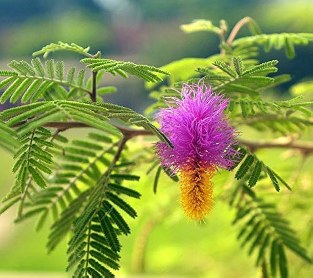 Prosopis Cineraria Tree Seeds for Planting - Cottage Garden Essential, Heirloom & GMO Free Seeds for Home Garden