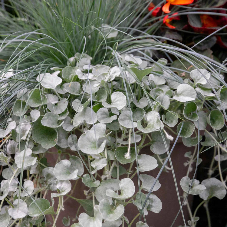 Dichondra Flower seeds for Planting Bright Blooms Heirloom & GMO Free Seeds for Home Garden 
 
 Sale