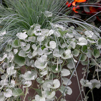 Dichondra Flower seeds for Planting Bright Blooms Heirloom & GMO Free Seeds for Home Garden 
 
 Sale