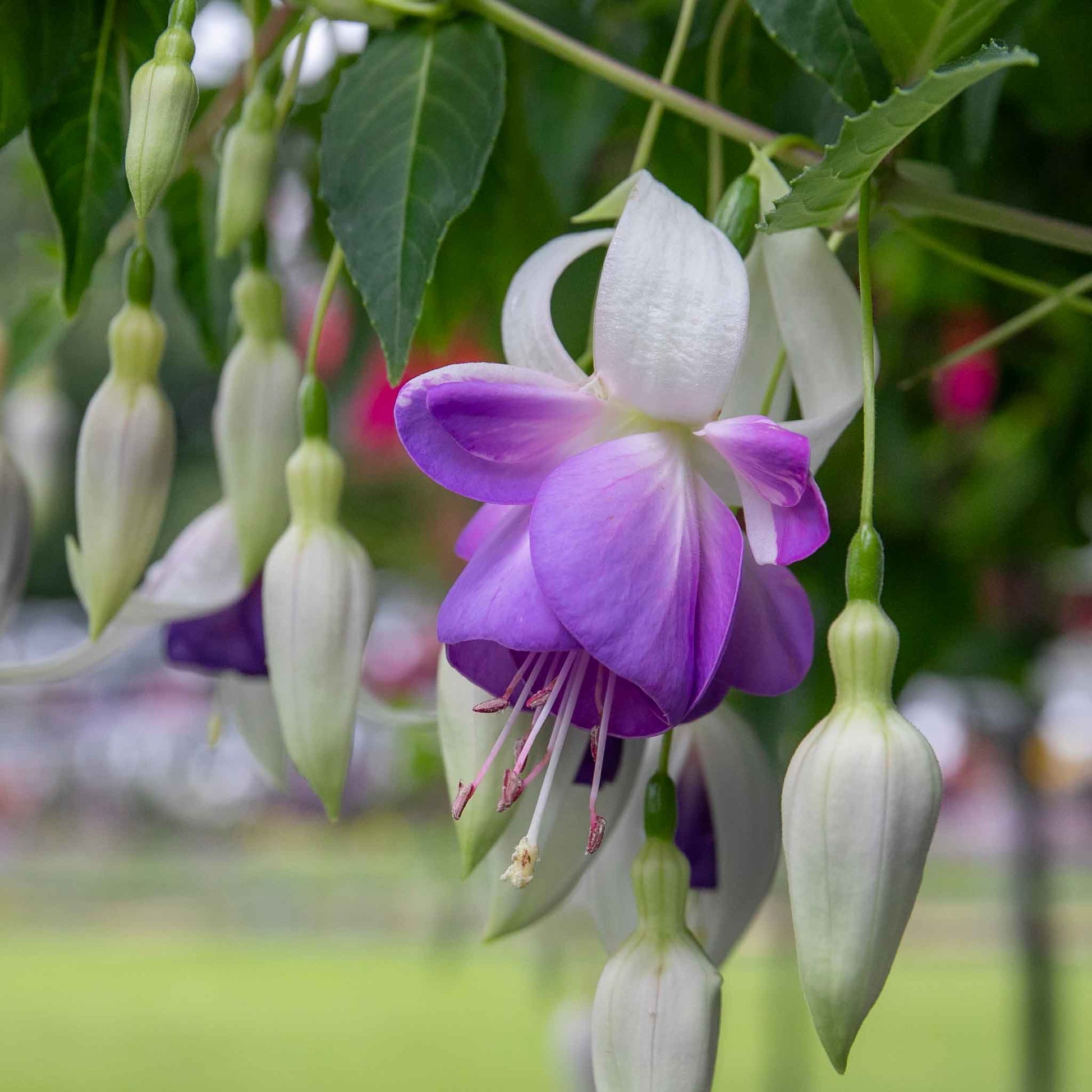 White Purple Fuchsia Hybrida Flower Seeds – Garden Favorite Heirloom & NonGMO
 
 Sale