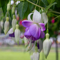 White Purple Fuchsia Hybrida Flower Seeds – Garden Favorite Heirloom & NonGMO
 
 Sale
