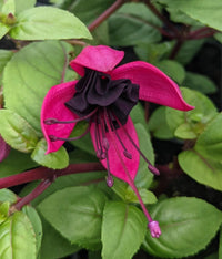 Black Fuchsia Flower seeds for Planting - Bright Blooms, Heirloom & GMO Free Seeds for Home Garden