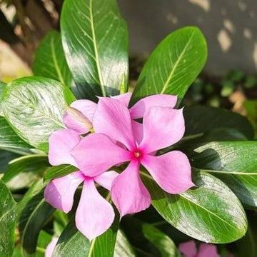 Heirloom Catharanthus Flower seeds for Planting Seasonal Bloomer Heirloom & GMO Free Seeds for Home Garden