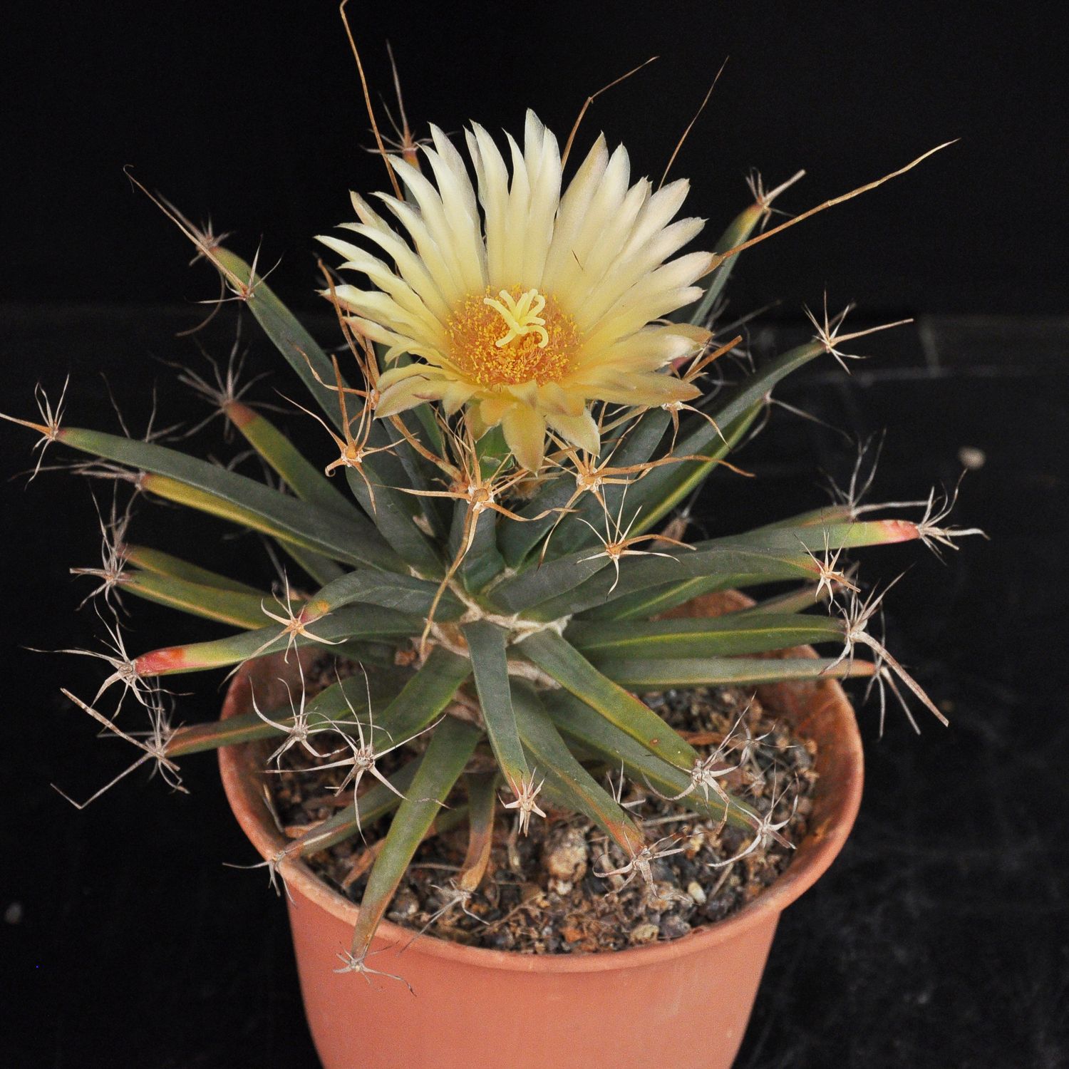 Yellow Leuchtenbergia Plant Planting Seeds
