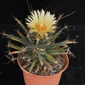 Yellow Leuchtenbergia Plant Planting Seeds