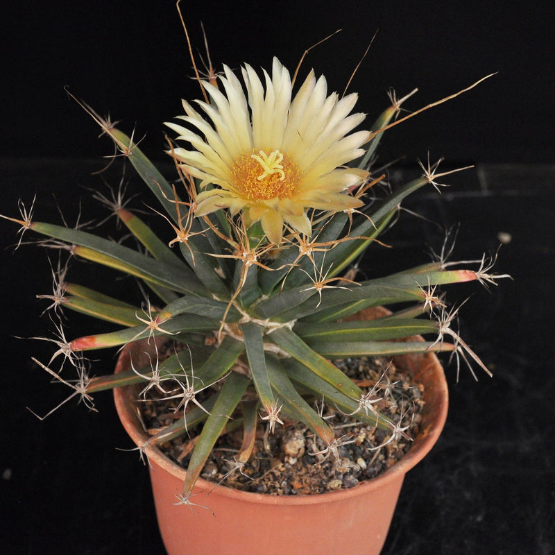 Yellow Leuchtenbergia Plant Planting Seeds