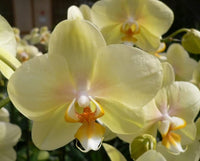 Light Green Phalaenopsis Orchid Flower Seeds for Planting Cut Flower Favorite Heirloom & GMO Free Seeds for Home Garden
 
 Sale