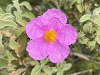 Purple Cistus Flower seeds for Planting - Hardy Variety, Heirloom & GMO Free Seeds for Home Garden