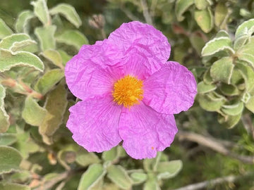 Purple Cistus Flower seeds for Planting - Hardy Variety, Heirloom & GMO Free Seeds for Home Garden
