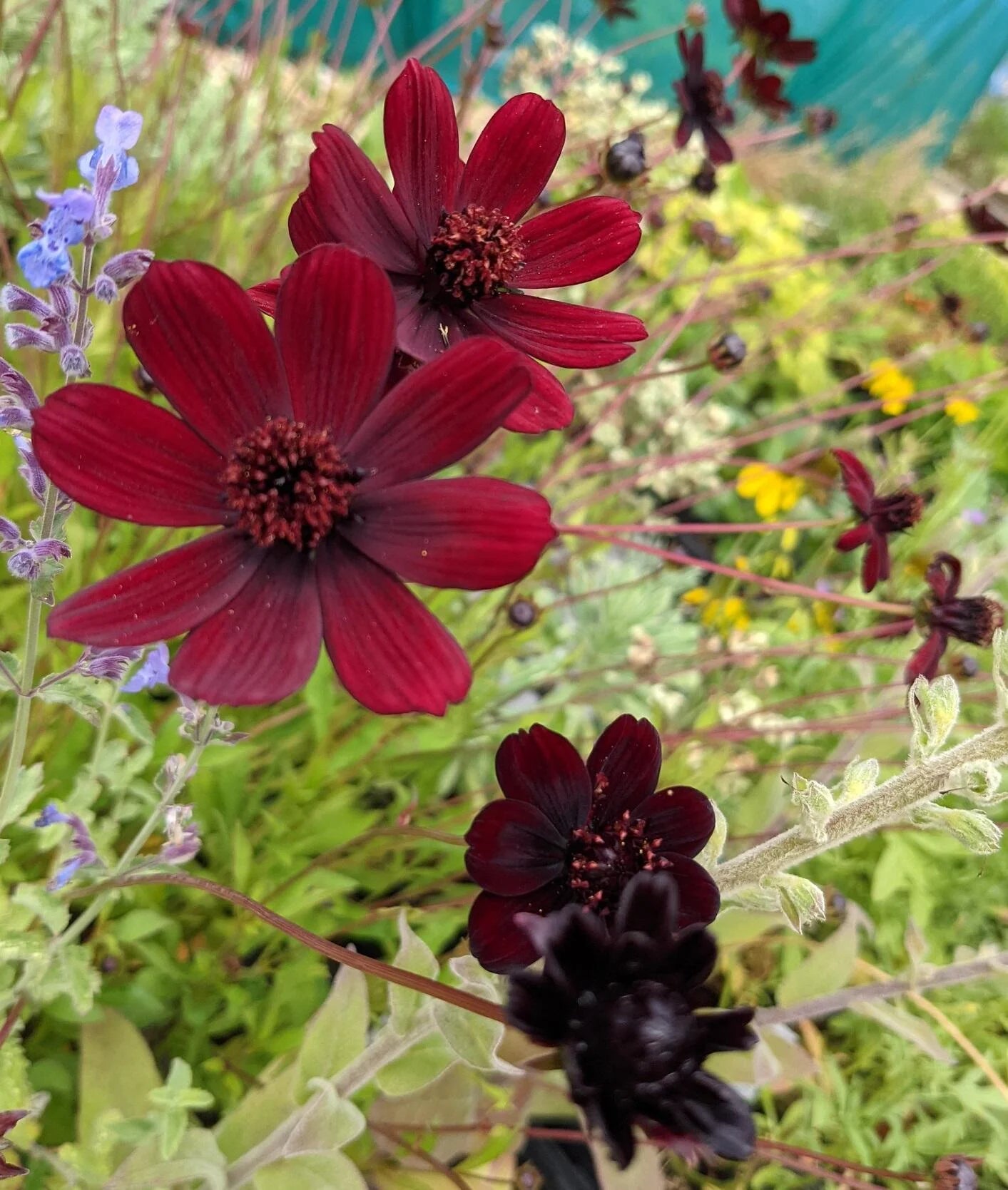 Chocolate Perennial Flower seeds for Planting Drought Tolerant Heirloom & GMO Free Seeds for Home Garden