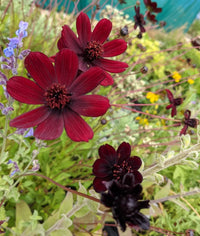 Chocolate Perennial Flower seeds for Planting Drought Tolerant Heirloom & GMO Free Seeds for Home Garden