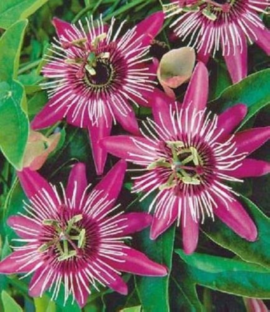 Light Pink White Passiflora Flower Seeds for Planting Colorful Display Heirloom & GMO Free Seeds for Home Garden
 
 Sale