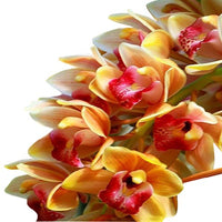 Multi Color Cymbidium Maxillaria Flower Seeds for Planting Fragrant Blossoms Heirloom & GMO Free Seeds for Home Garden
 
 Sale