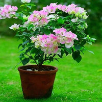White Pink Bougainvillea Flower Seeds for Planting  Seed for Vibrant and Lush Blooms