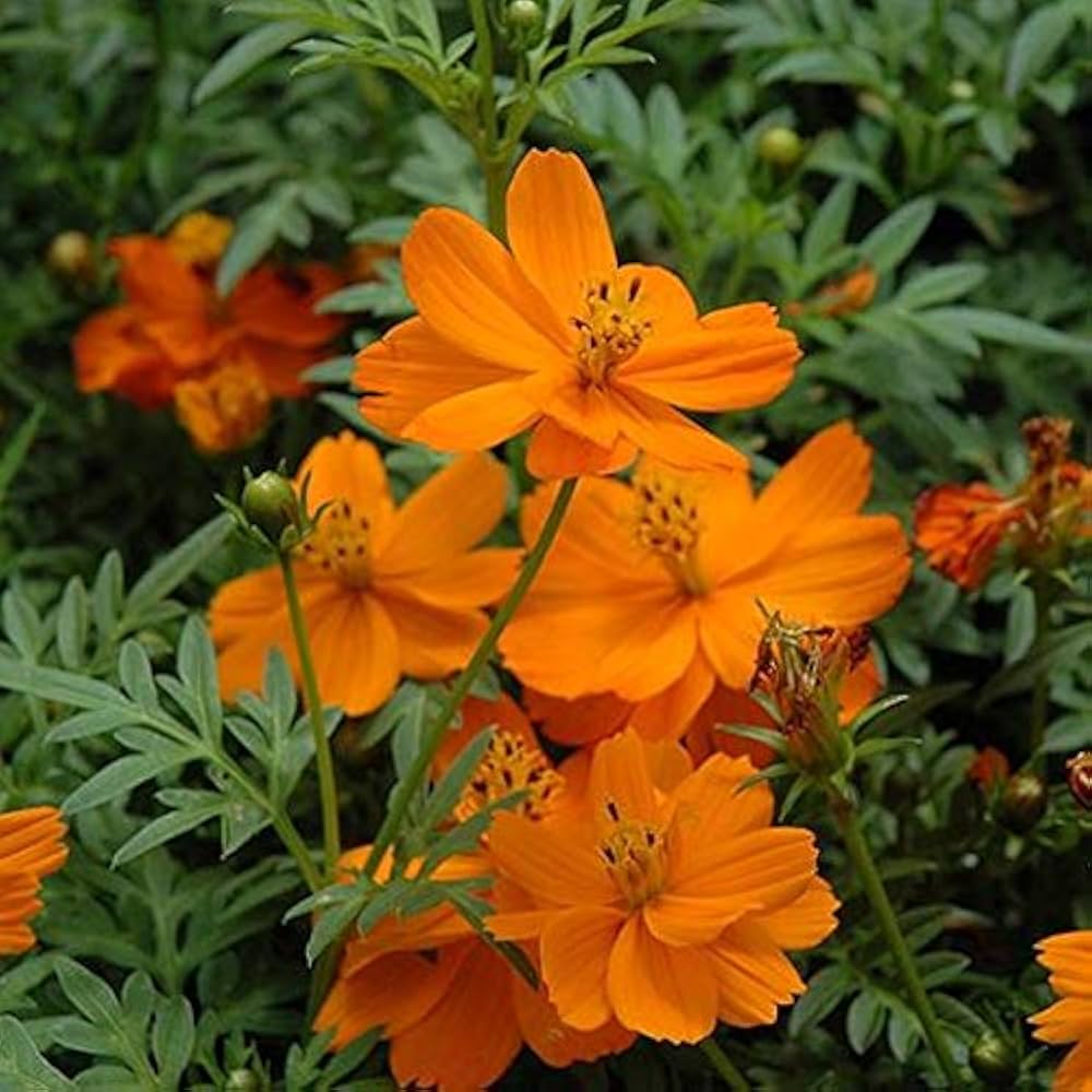 Orange Cosmos Flower seeds for Planting - Long Bloom Season, Heirloom & GMO Free Seeds for Home Garden