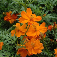 Orange Cosmos Flower seeds for Planting - Long Bloom Season, Heirloom & GMO Free Seeds for Home Garden