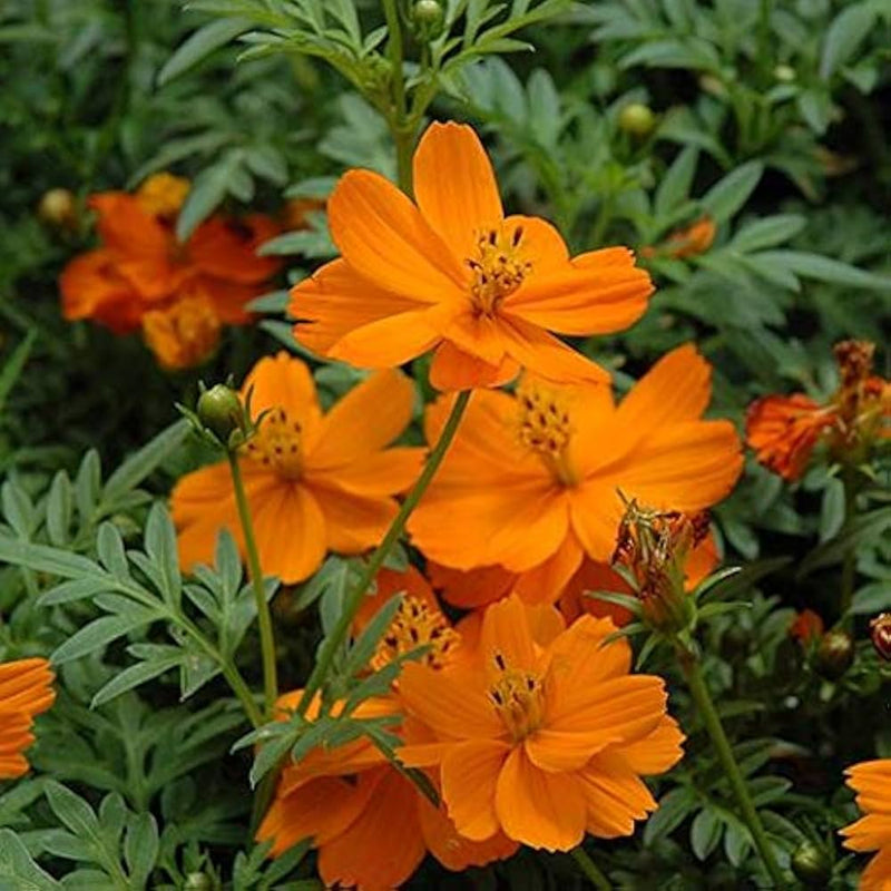 Orange Cosmos Flower seeds for Planting - Long Bloom Season, Heirloom & GMO Free Seeds for Home Garden