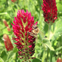 Crimson Red Clover Flower seeds for Planting - Premium Quality, Heirloom & GMO Free Seeds for Home Garden