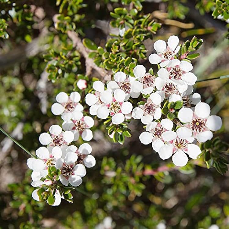 White Leptospermum Scoparium Trees - Seeds for Beautiful Blossoms and Resilient Garden Design