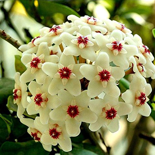 Aleurites Flower seeds for Planting - Long Bloom Season, Heirloom & GMO Free Seeds for Home Garden