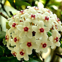 Aleurites Flower seeds for Planting - Long Bloom Season, Heirloom & GMO Free Seeds for Home Garden