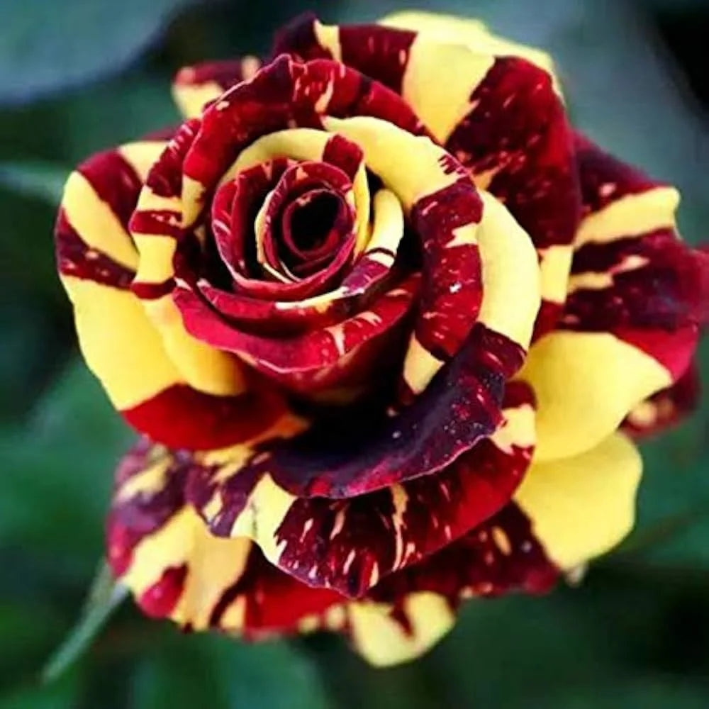 Red and Yellow Striped Rose Plant Seeds for Planting