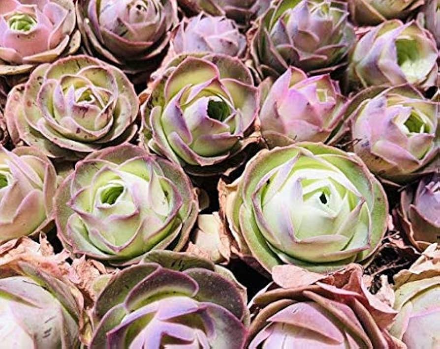 Greenovia Flower Seeds for Planting - Gorgeous Perennial Blooms for Your Garden