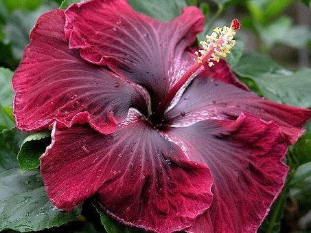 Brown Red Hibiscus Flower Seeds – Premium Quality Heirloom & NonGMO Seeds for Home Garden
 
 Sale