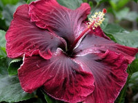 Brown Red Hibiscus Flower Seeds – Premium Quality Heirloom & NonGMO Seeds for Home Garden
 
 Sale