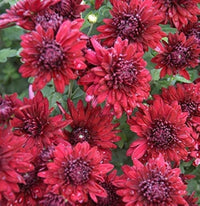 Maroon Red Chrysanthemum Flower seeds for Planting - Wildflower Mix, Heirloom & GMO Free Seeds for Home Garden