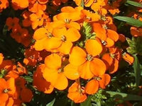 Orange Siberian WallFlower seeds for Planting - Wildflower Mix, Heirloom & GMO Free Seeds for Home Garden
 
 Sale for planting in home garden