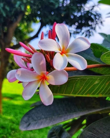 Peach Frangipani Flower Seeds for Planting