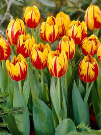 Yellow Pink Tulip Flower seeds for Planting - Wildflower Mix, Heirloom & GMO Free Seeds for Home Garden