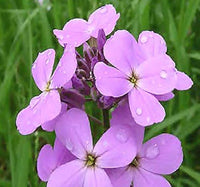 Hesperis Flower seeds for Planting Colorful Display Heirloom & GMO Free Seeds for Home Garden