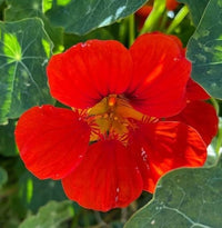 Red Hanging Nasturtium Flower seeds for Planting Colorful Display Heirloom & GMO Free Seeds for Home Garden