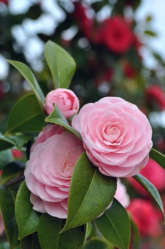 Camelia Flower seeds for Planting Drought Tolerant Heirloom & GMO Free Seeds for Home Garden