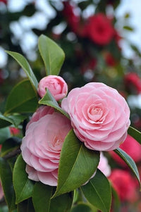 Camelia Flower seeds for Planting Drought Tolerant Heirloom & GMO Free Seeds for Home Garden