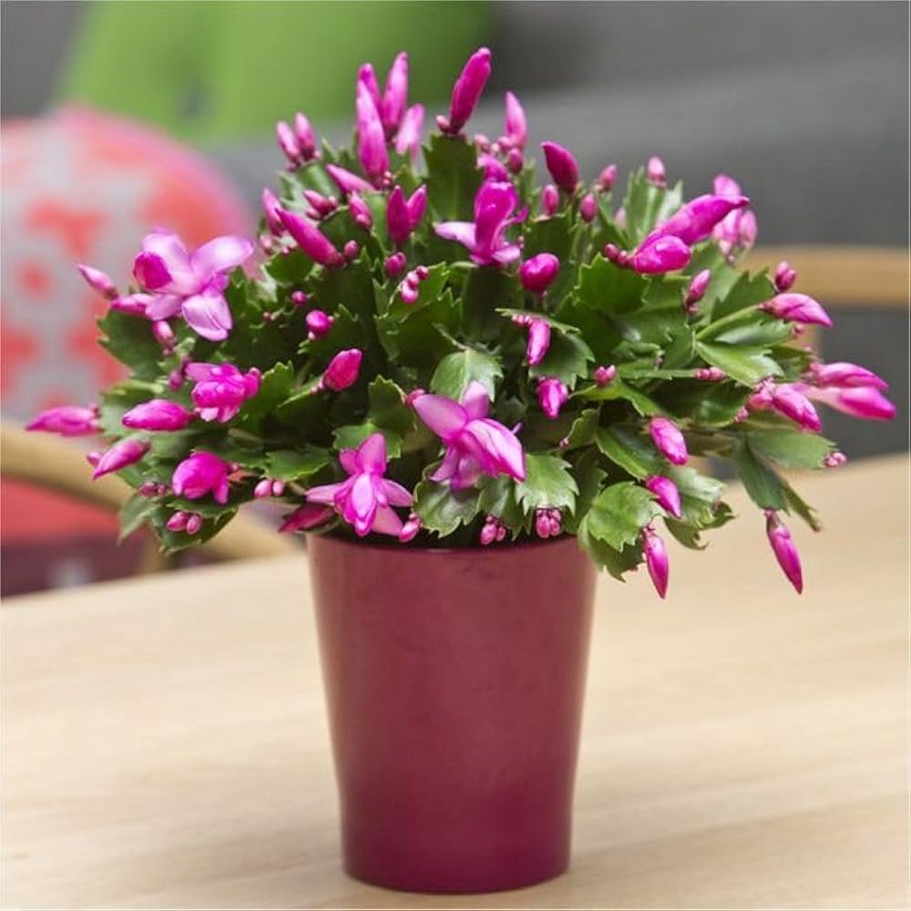 Rosy Schlumbergera Flower Seed Flower seeds for Planting Long Bloom Season Heirloom & GMO Free Seeds for Home Garden