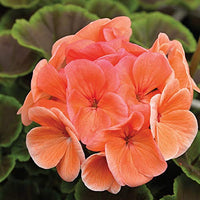 Salmon Pelargonium Peltatum Flower Seeds for Planting Wildflower Mix Heirloom & GMO Free Seeds for Home Garden
 
 Sale