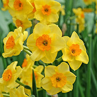 Yellow Red Double Petals Narcissus Daffodil Flower Seeds for Planting Shade Tolerant Heirloom & GMO Free Seeds for Home Garden
 
 Sale