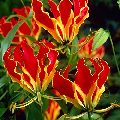 Yellow Red Gloriosa Superba Flower seeds for Planting - Bright Blooms, Heirloom & GMO Free Seeds for Home Garden