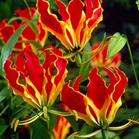 Yellow Red Gloriosa Superba Flower seeds for Planting - Bright Blooms, Heirloom & GMO Free Seeds for Home Garden