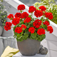 Geraniums Red Flower seeds for Planting - Long Bloom Season, Heirloom & GMO Free Seeds for Home Garden
