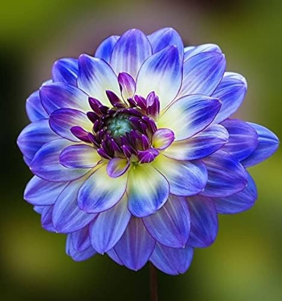 Dahlia Flower seeds for Planting Compact Growth Heirloom & GMO Free Seeds for Home Garden 
 
 Sale
